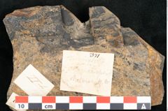 Foto (Detailansicht) von Taeniopteris lomariopsis Ettingshausen (NHMW-GEO-2024-0188-10321)